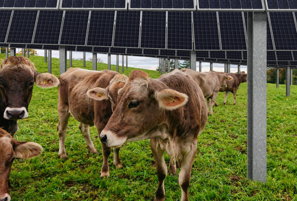 Kühe sollen nach dem Bau der Anlage «Alpin Solar Ybrig» gesommert werden können.