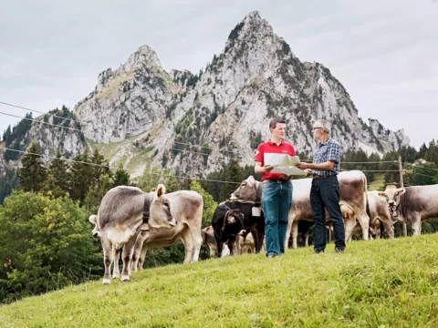 Netzqualitätsmessung